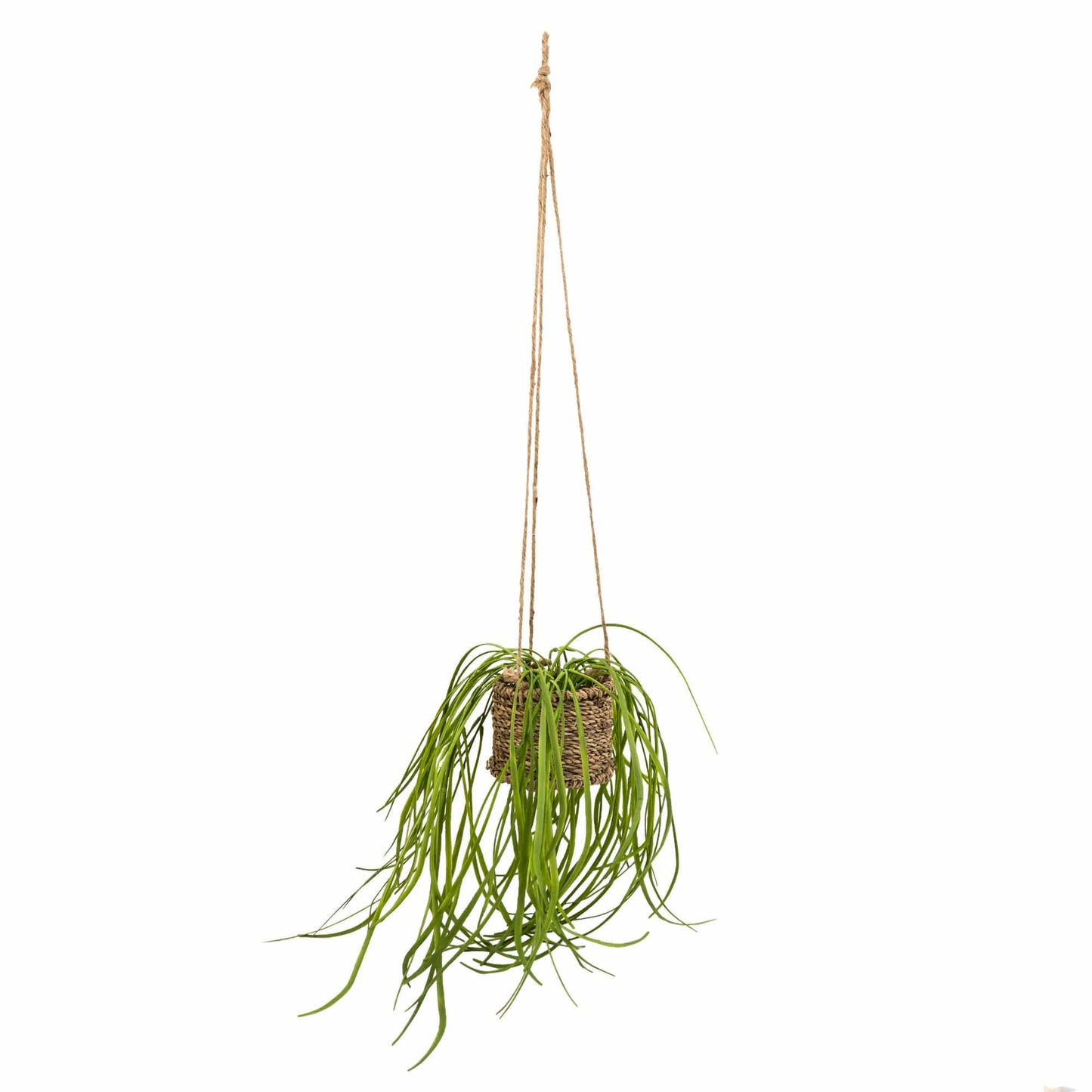 Spider Plant in Rattan Basket with Rope Hanger